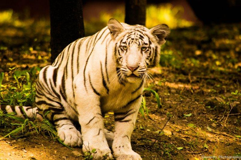 Animals photography titled 'Tiger cub', 11x17 inches, by artist Sawant Tandle on