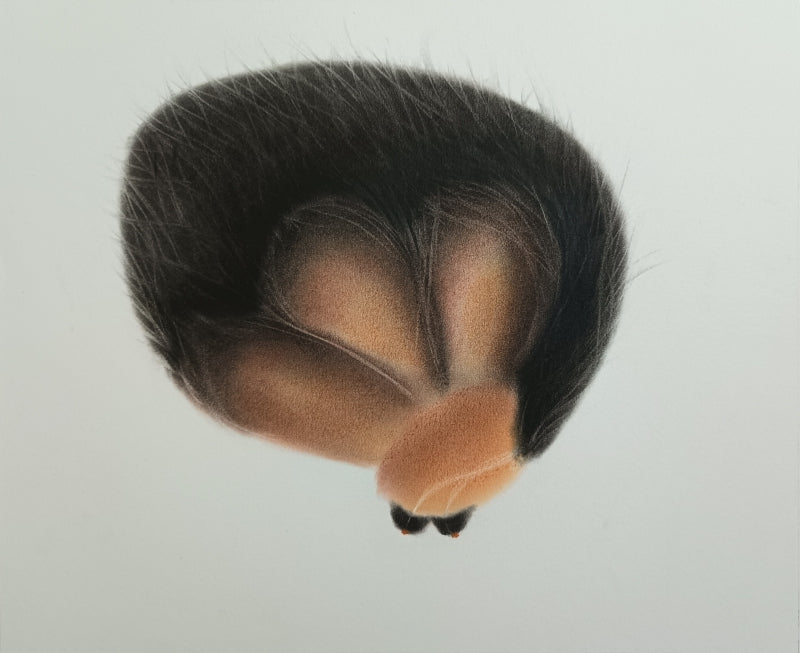 Untitled 52' contemporary dry-pastel drawing by artist Trapti Porwal, 15x18 inch, on paper