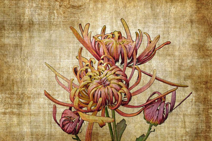 Vintage Chrysanthemums Digital Art By Sumit Mehndiratta