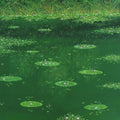 Nature oil painting titled 'Waterlilies 2', 36x36 inches, by artist Shirish Ambekar on Canvas