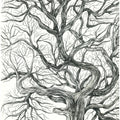 Whispering Tree' nature pen-ink drawing by artist Ninoshka Dias, 17x12 inch, on paper