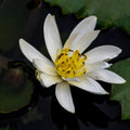 Nature photography titled 'White Lilly', 11x17 inches, by artist Naveen Palanivelu on