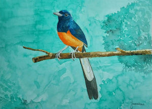 White Rumped Shama (A Splash of Color in the Green) by Yashodan Heblekar, Original Watercolor Animal Painting on Paper, X-Small Horizontal Wall Art